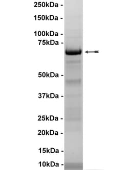 Eurofins DiscoverX MEK1 Protein, Unactive 50 &mu;g | Buy Online | Eurofins DiscoverX | Fisher Scientific